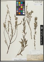 Foto von Salix repens subsp. rosmarinifolia (L.) Andersson